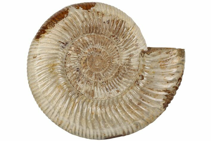 Jurassic Ammonite (Perisphinctes) - Madagascar #199229
